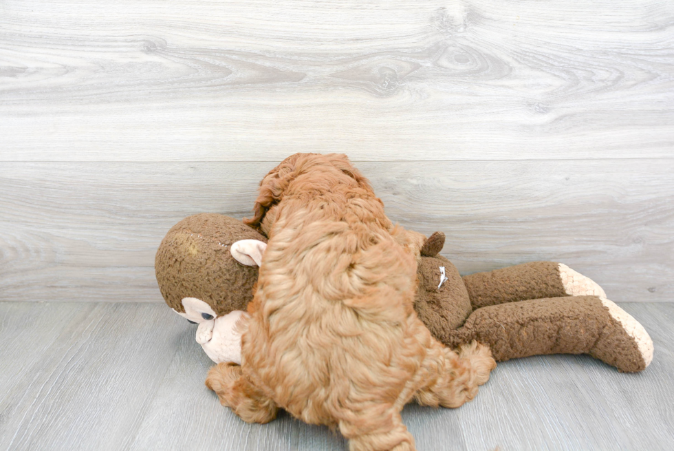 Friendly Cavapoo Baby