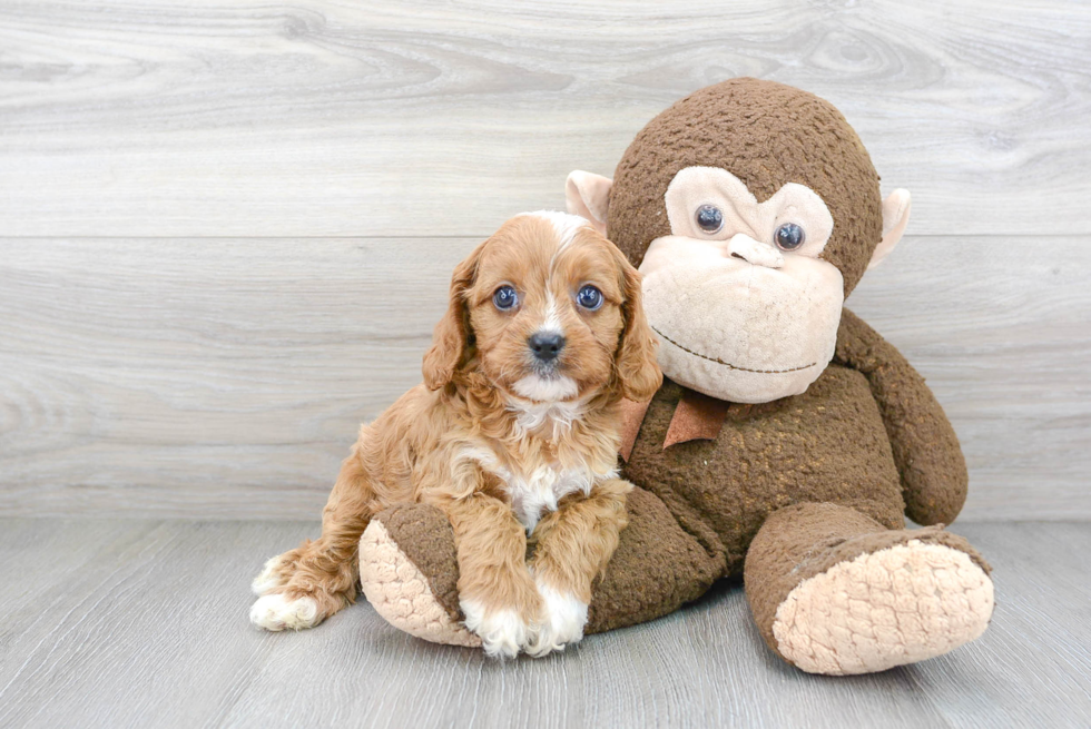 Sweet Cavapoo Baby