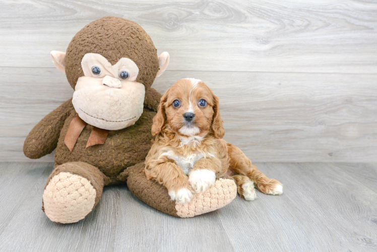 Cavapoo Puppy for Adoption