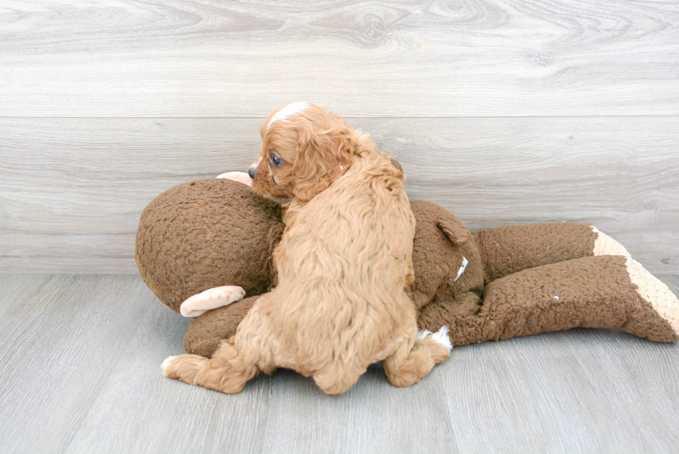 Hypoallergenic Cavoodle Poodle Mix Puppy