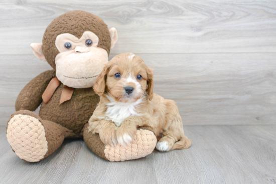 Cavapoo Pup Being Cute