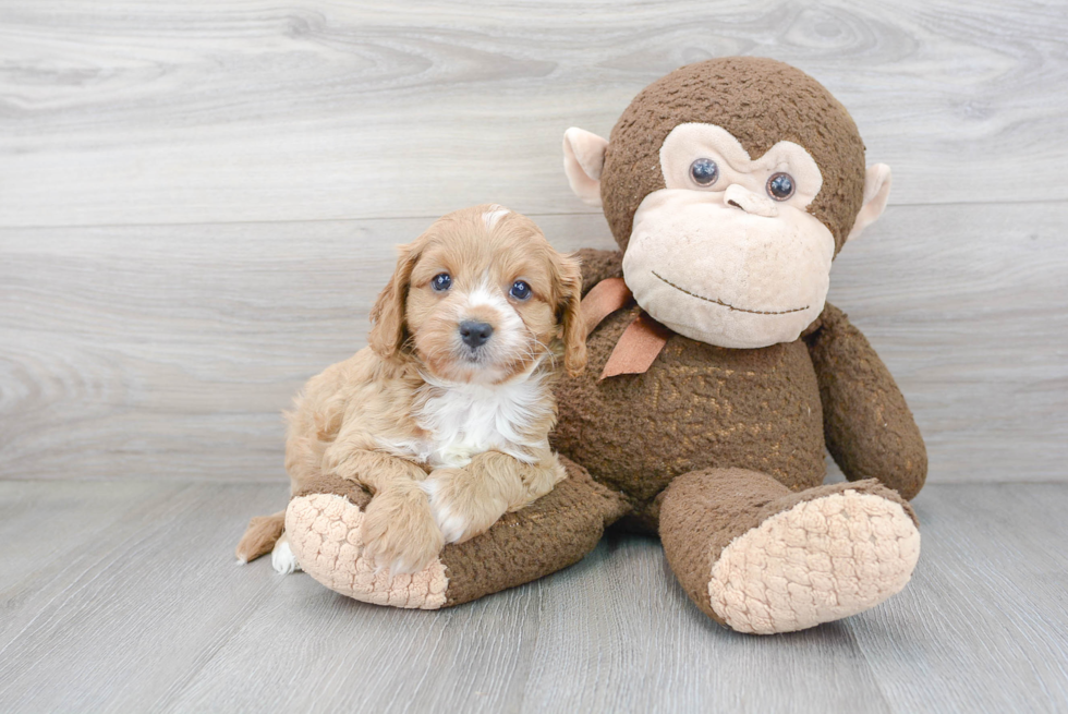 Playful Cavoodle Poodle Mix Puppy