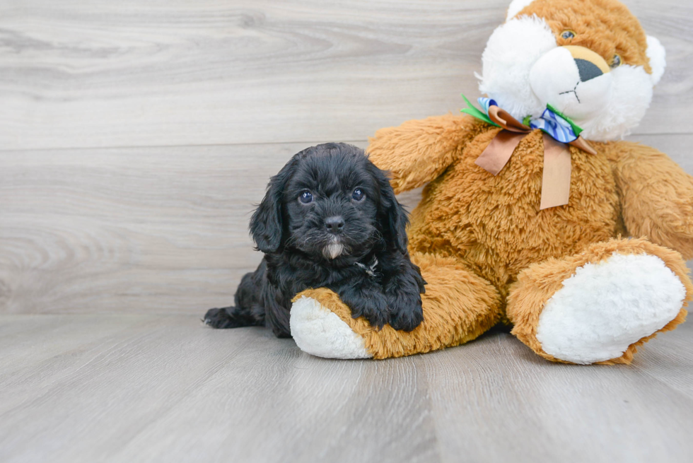 Cavapoo Puppy for Adoption