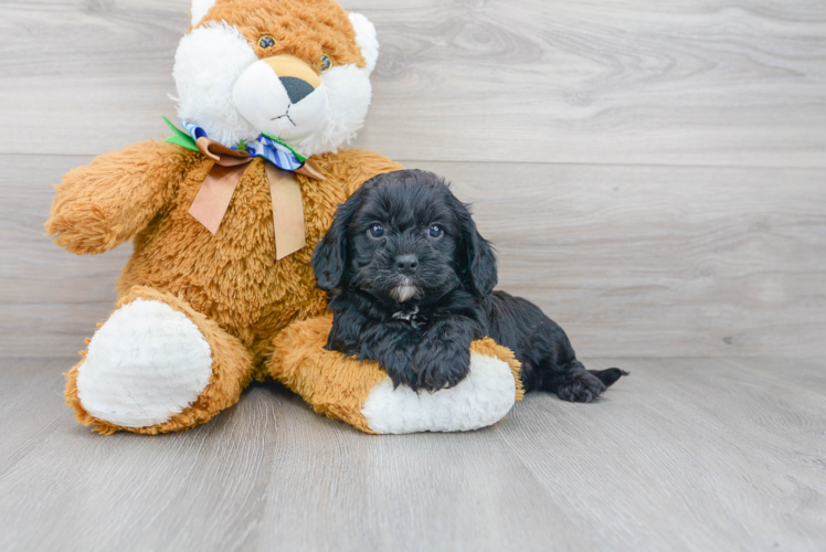 Adorable Cavoodle Poodle Mix Puppy