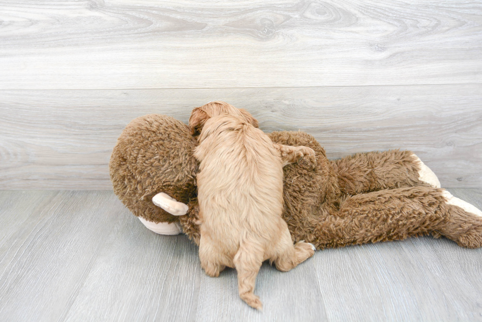 Cavapoo Pup Being Cute