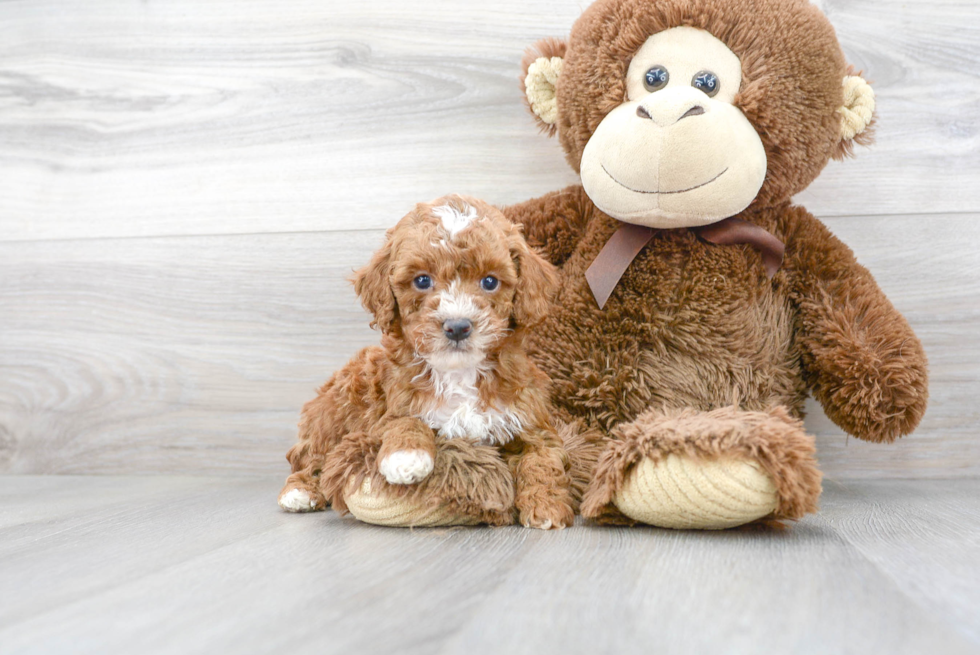 Cavapoo Pup Being Cute