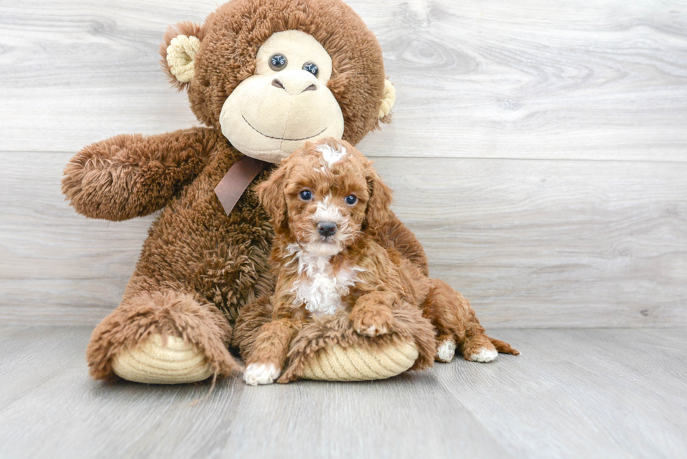 Cavapoo Puppy for Adoption