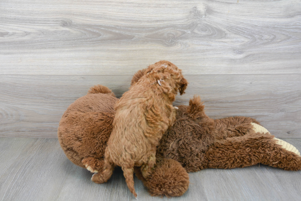 Little Cavoodle Poodle Mix Puppy