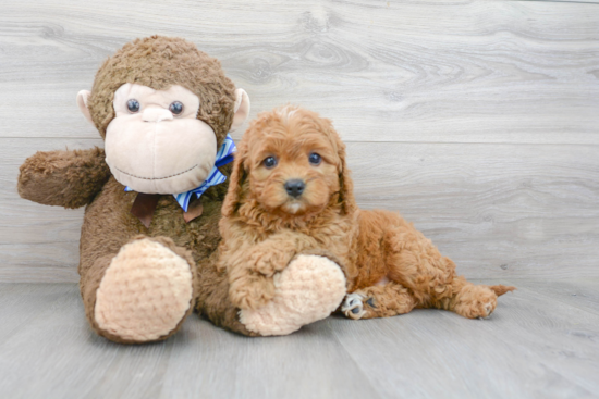 Best Cavapoo Baby