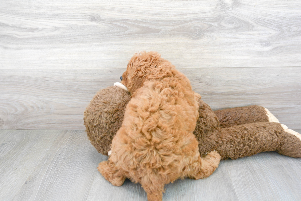 Smart Cavapoo Poodle Mix Pup