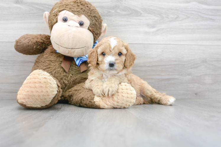 Cavapoo Puppy for Adoption