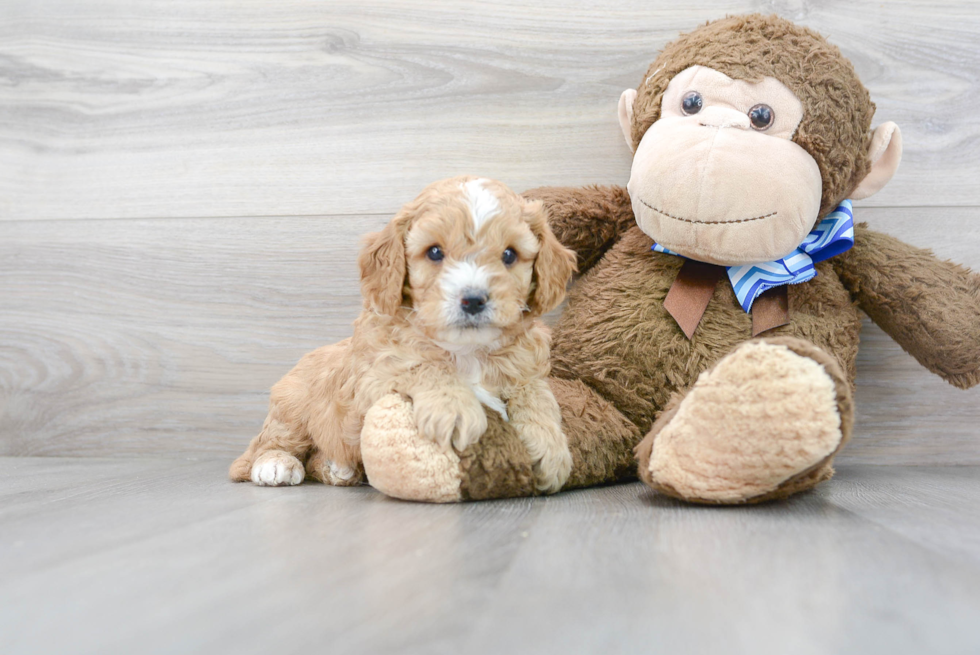 Smart Cavapoo Poodle Mix Pup