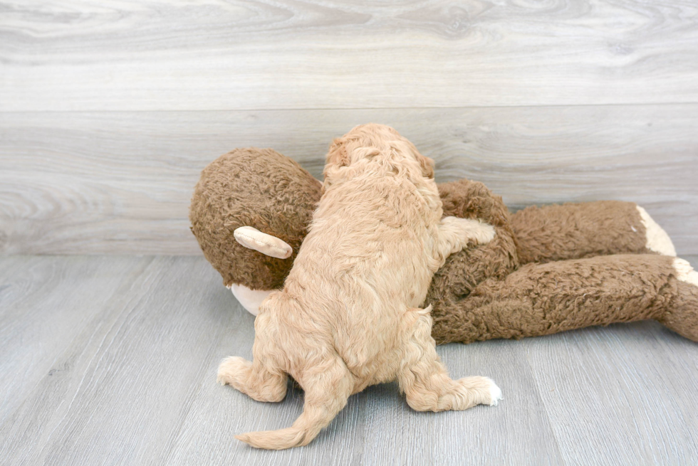 Cavapoo Pup Being Cute