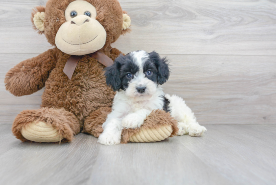 Best Cavapoo Baby