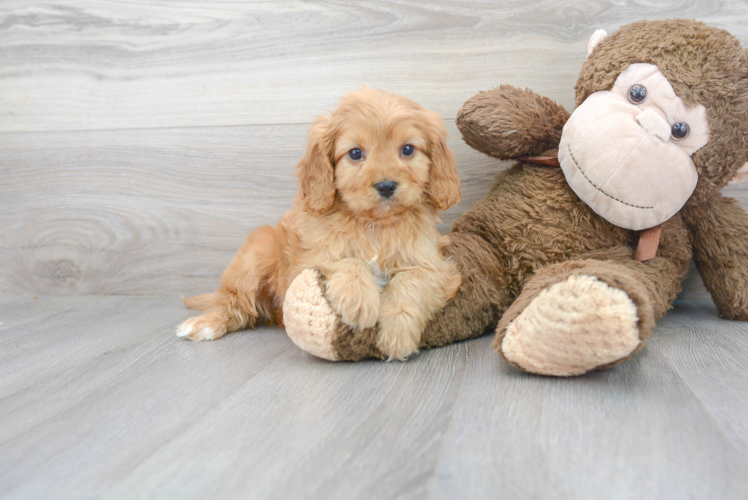 Cavapoo Pup Being Cute