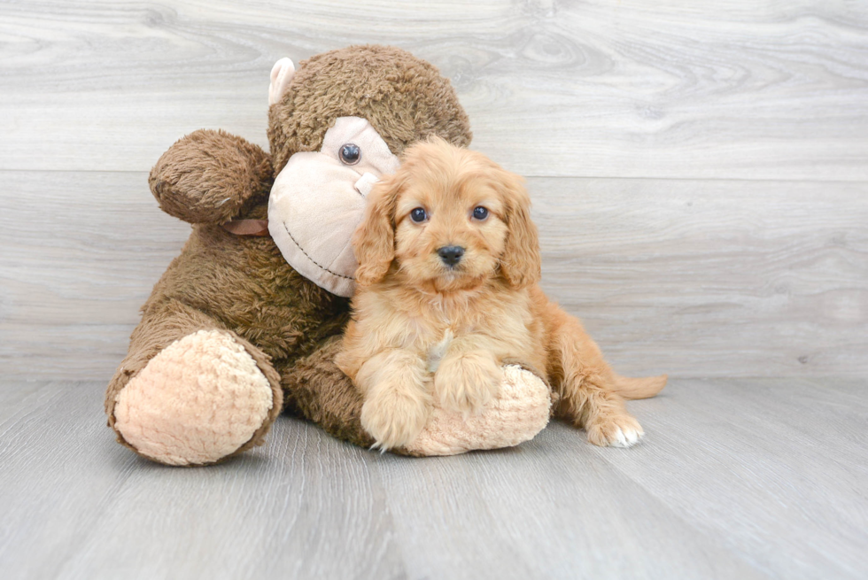 Funny Cavapoo Poodle Mix Pup