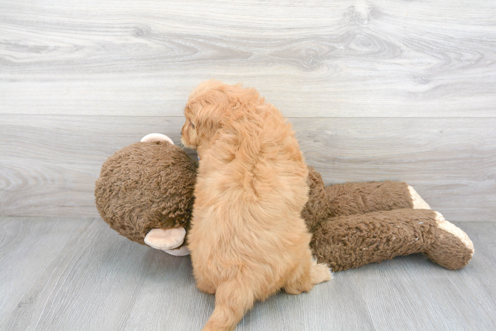 Energetic Cavoodle Poodle Mix Puppy