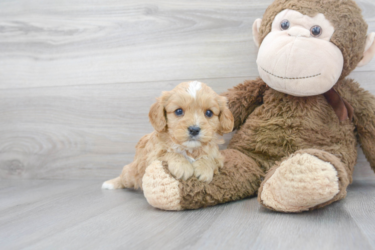 Cavapoo Puppy for Adoption