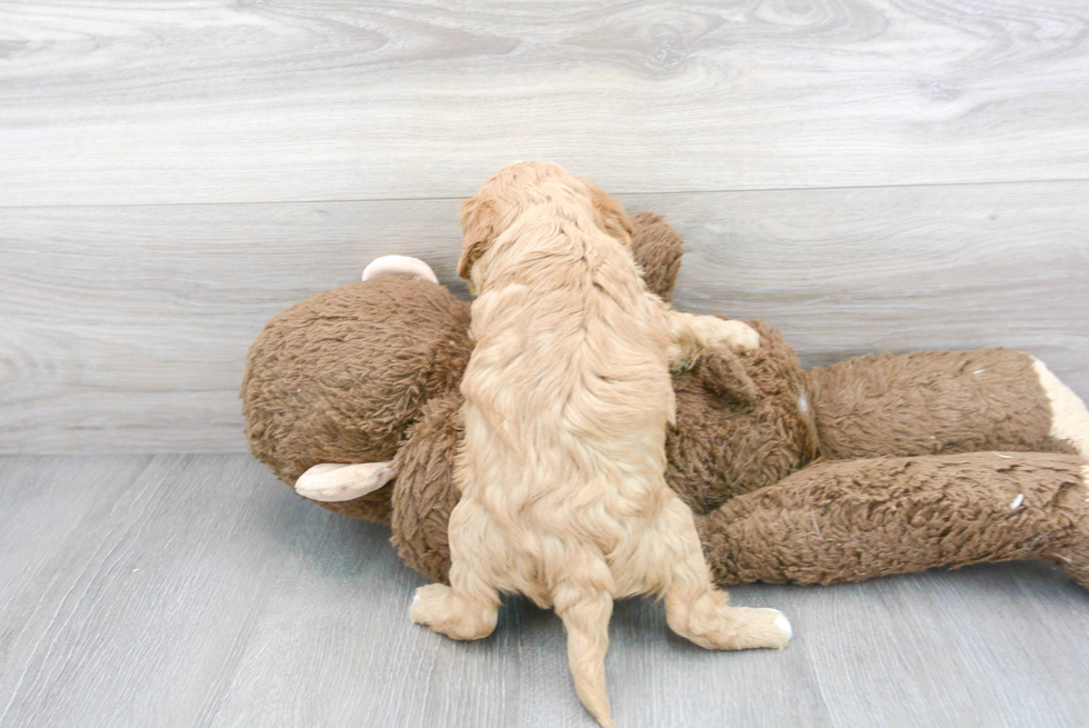Cute Cavapoo Baby