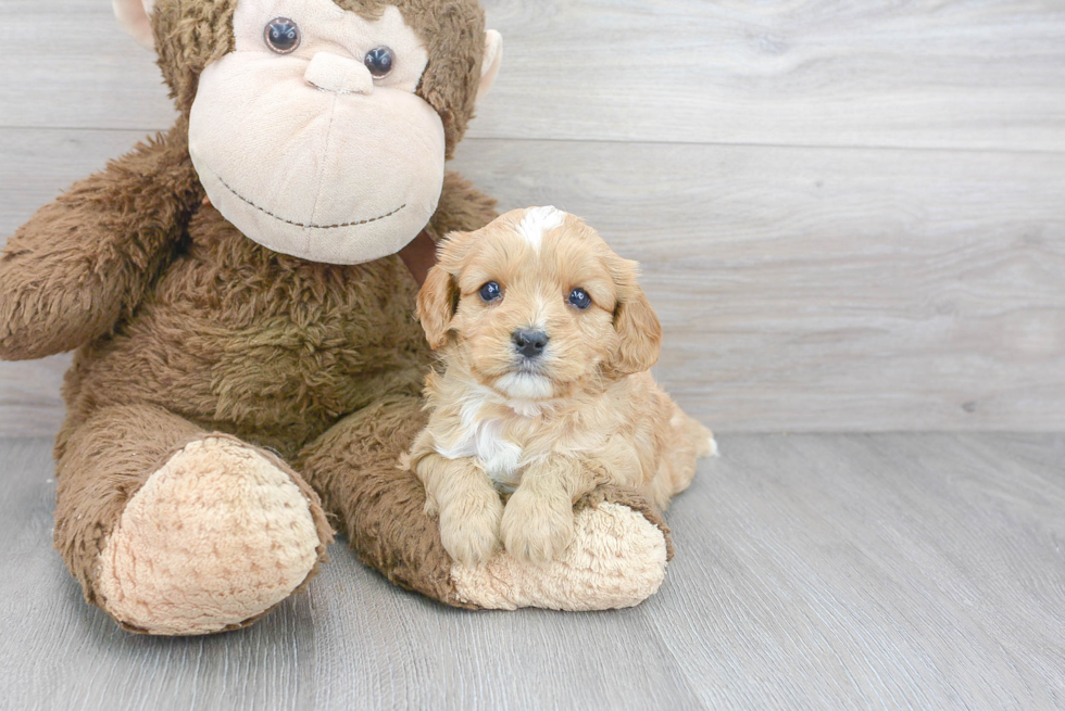Cavapoo Pup Being Cute