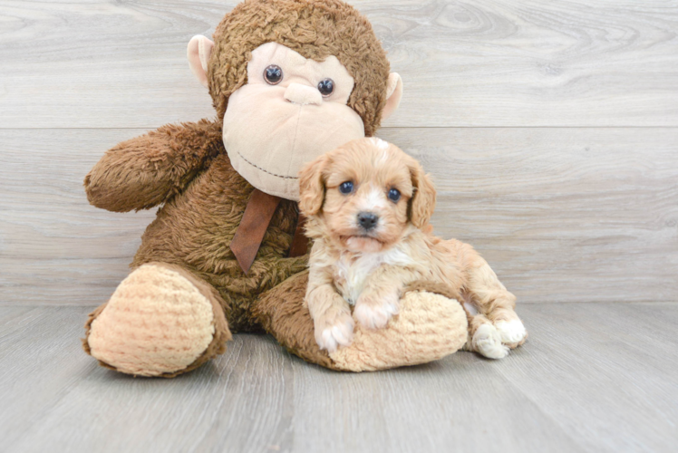 Best Cavapoo Baby