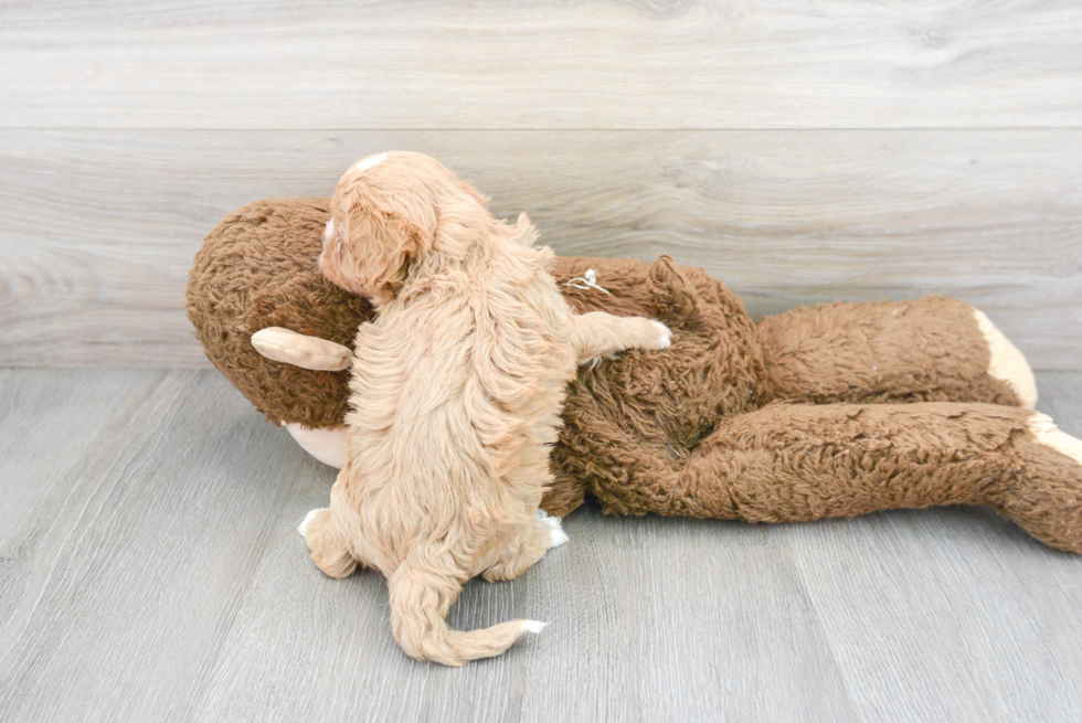 Cute Cavapoo Poodle Mix Pup