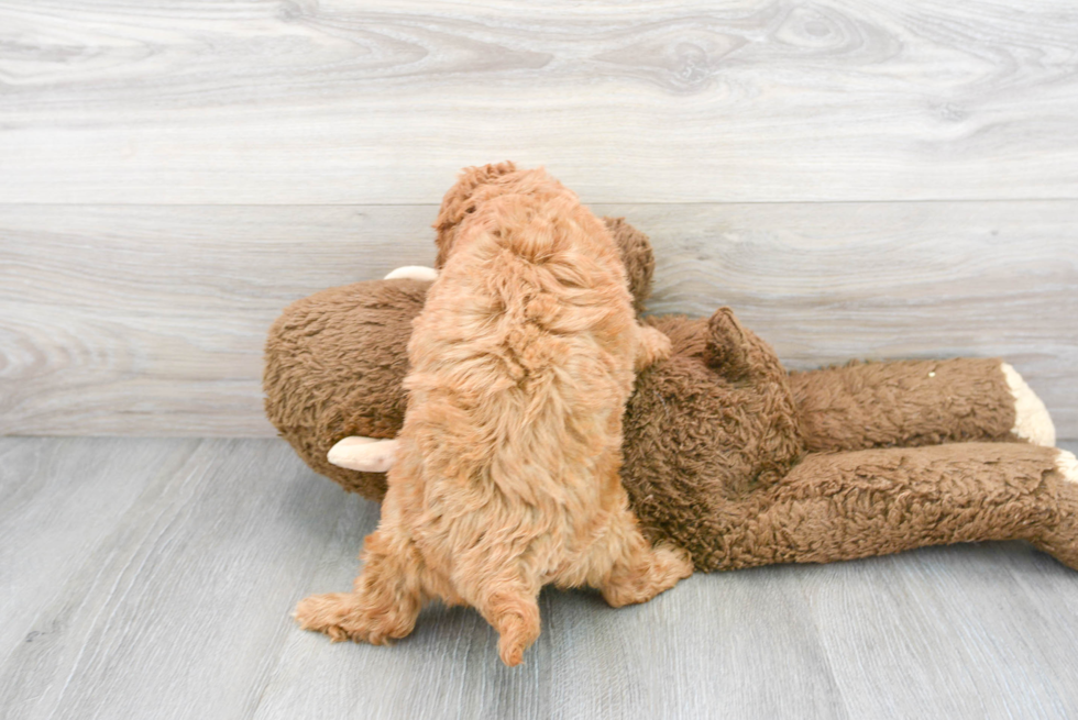 Cavapoo Pup Being Cute