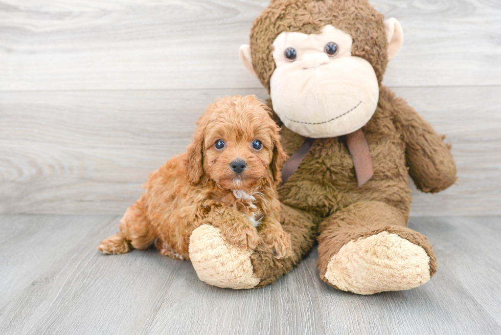 Playful Cavoodle Poodle Mix Puppy