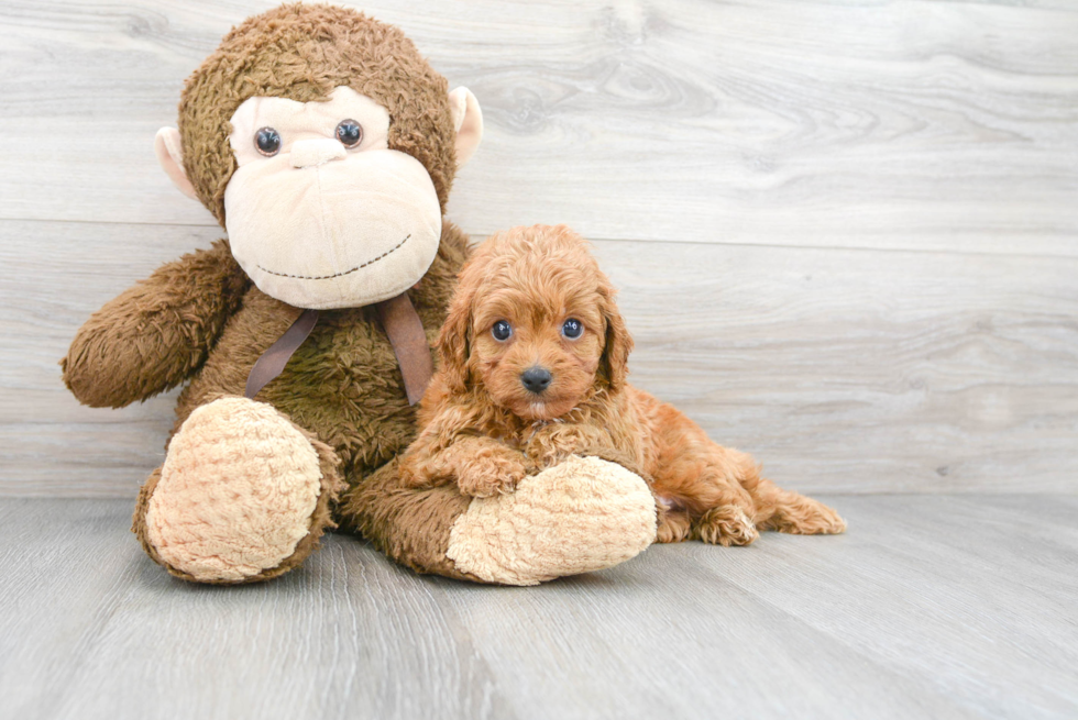 Cavapoo Pup Being Cute