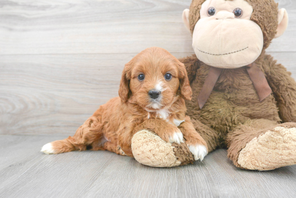 Cavapoo Puppy for Adoption