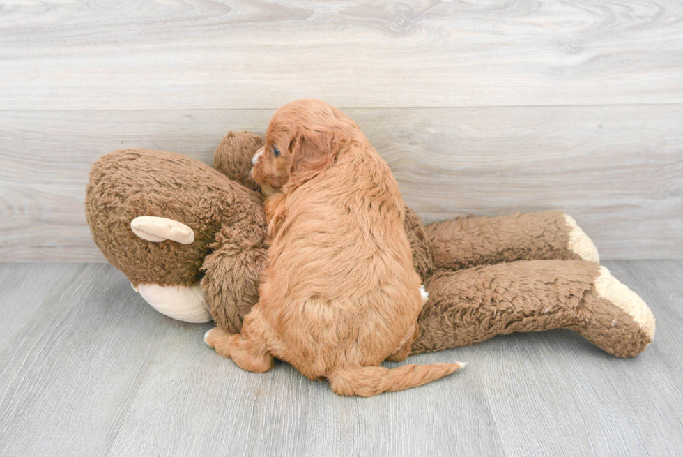 Small Cavapoo Baby