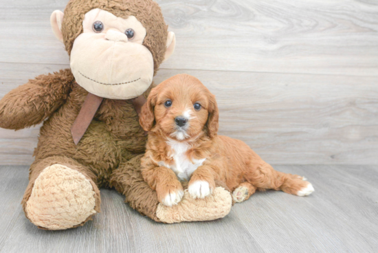 Petite Cavapoo Poodle Mix Pup