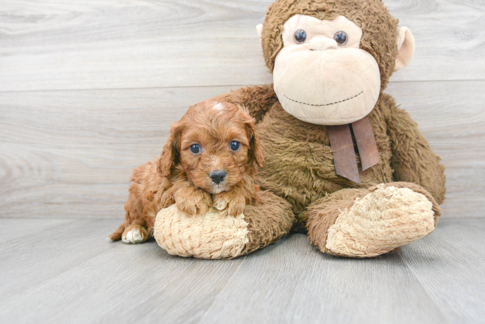 Friendly Cavapoo Baby