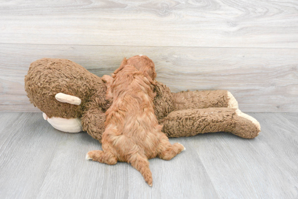Cavapoo Pup Being Cute