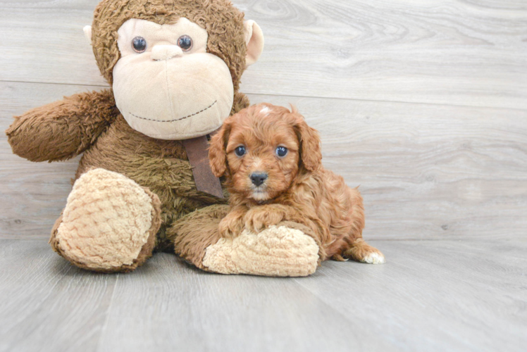 Friendly Cavapoo Baby