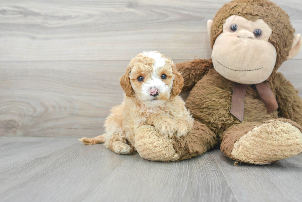 Cavapoo Puppy for Adoption