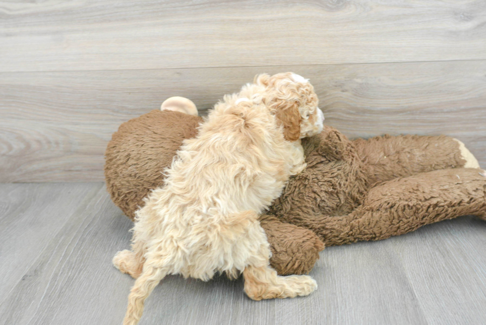 Cavapoo Pup Being Cute