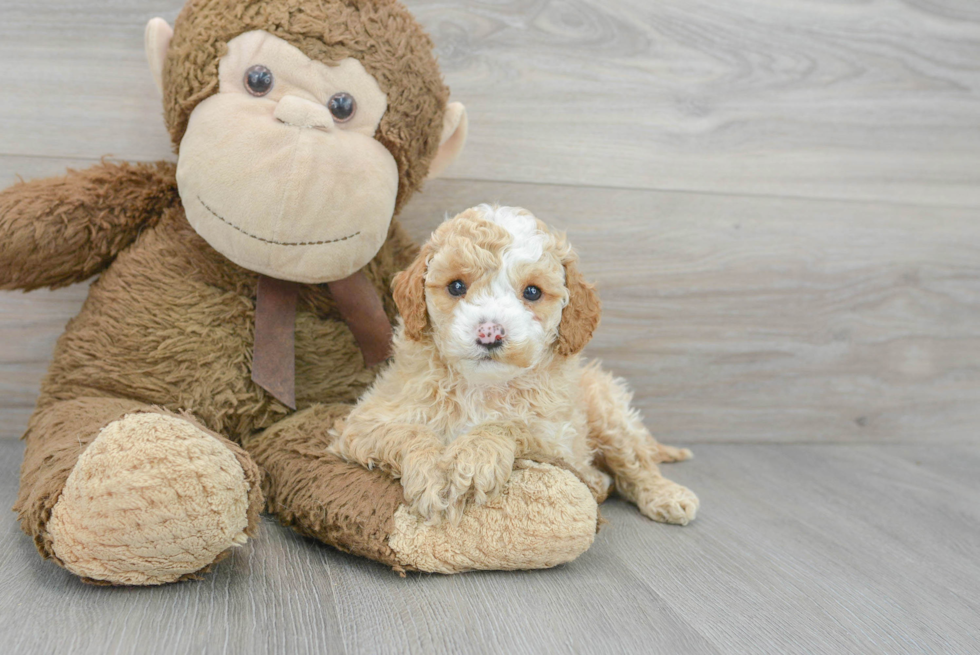 Cavapoo Puppy for Adoption