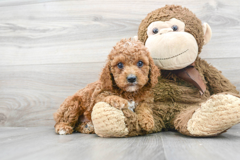 Best Cavapoo Baby