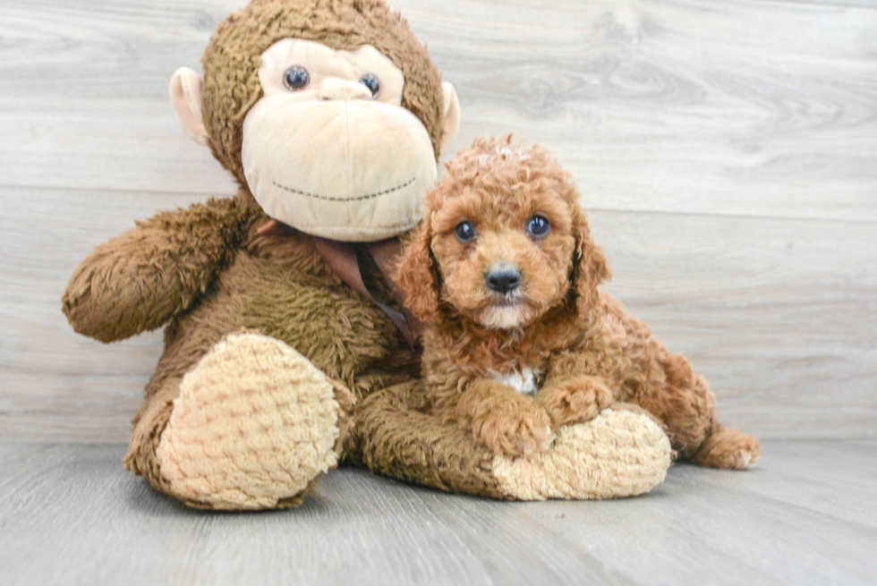 Cavapoo Puppy for Adoption