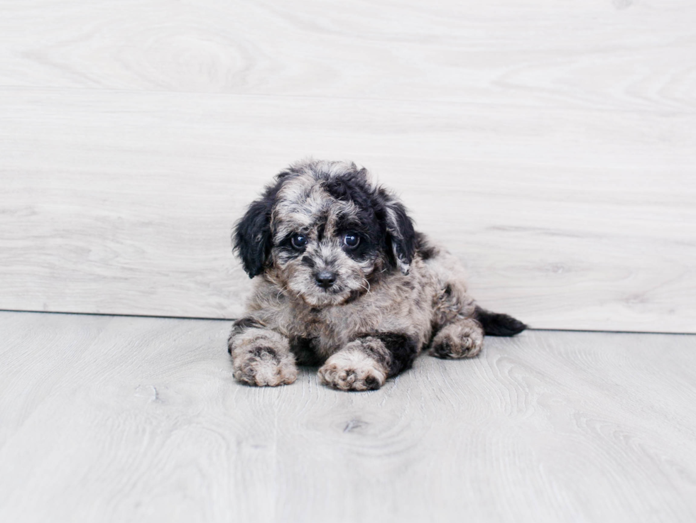 Cavapoo Puppy for Adoption