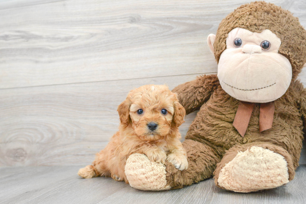 Cavapoo Pup Being Cute