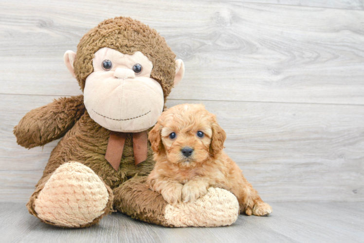 Cavapoo Pup Being Cute