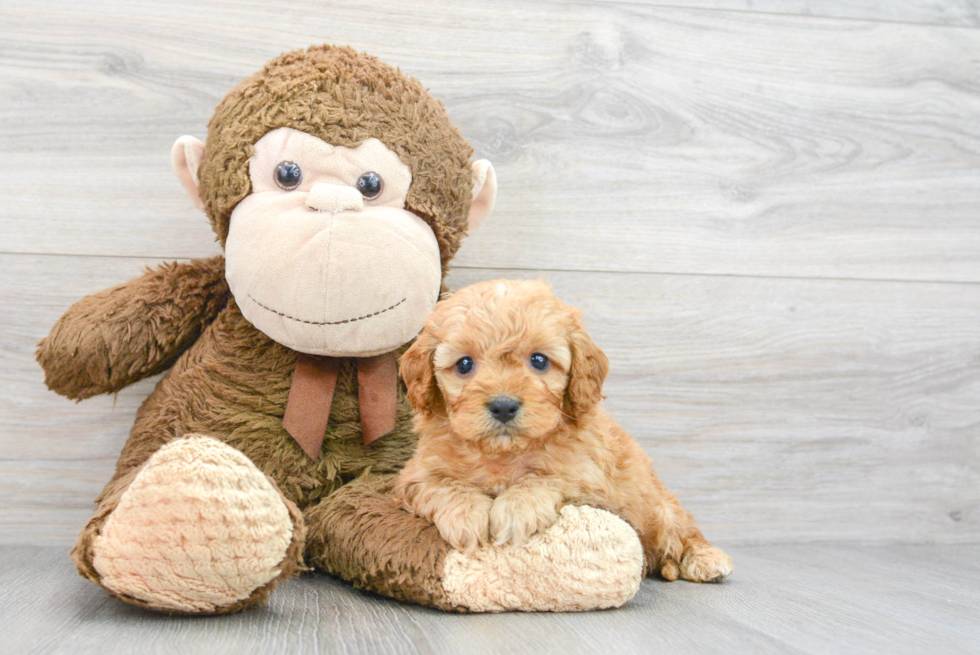 Cavapoo Pup Being Cute