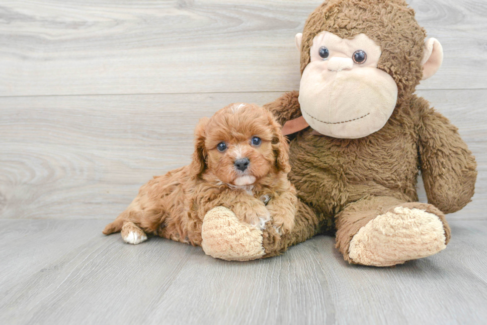 Petite Cavapoo Poodle Mix Pup