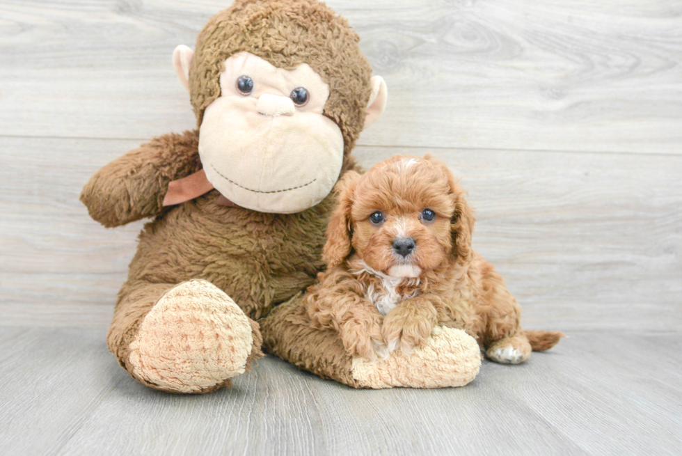 Best Cavapoo Baby