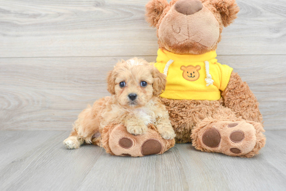 Popular Cavapoo Everett: 3lb 6oz Doodle Puppy