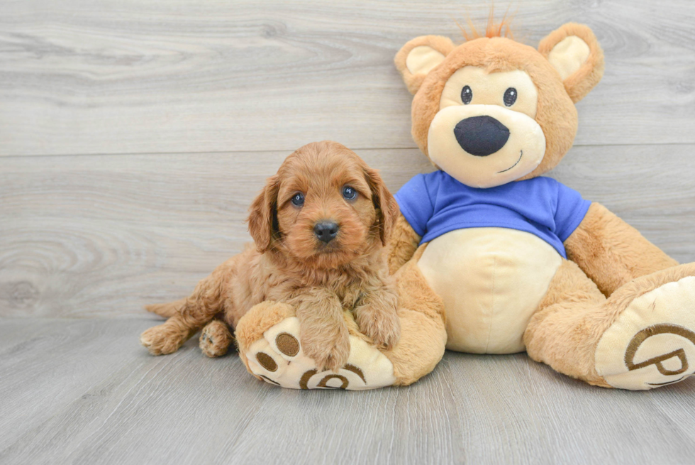 Cavapoo Puppy for Adoption