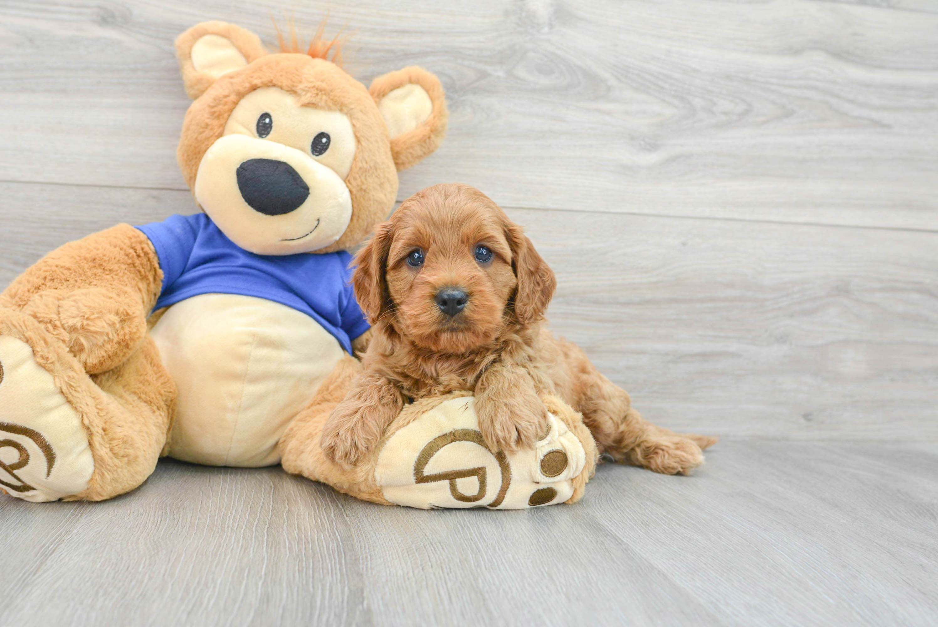 Sweet Cavapoo Baby