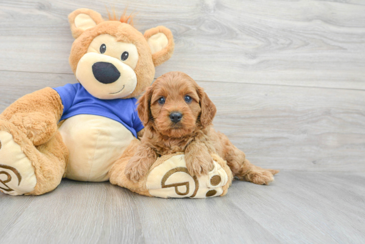 Sweet Cavapoo Baby